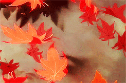 autumn leaves wind
